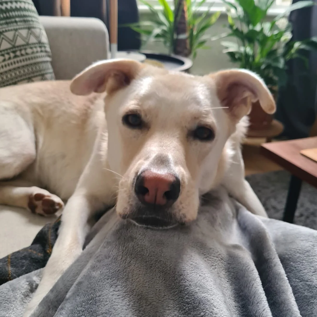 6D65B0D2-F3CF-4E78-8565-BC409275B41A