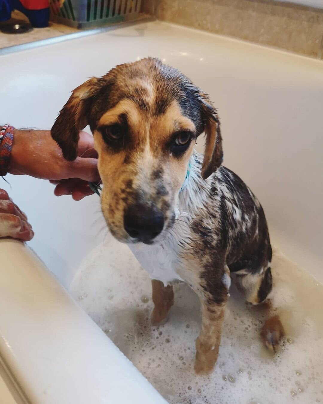 60F68A7A-0281-43BF-8C58-8A350F31A9E4