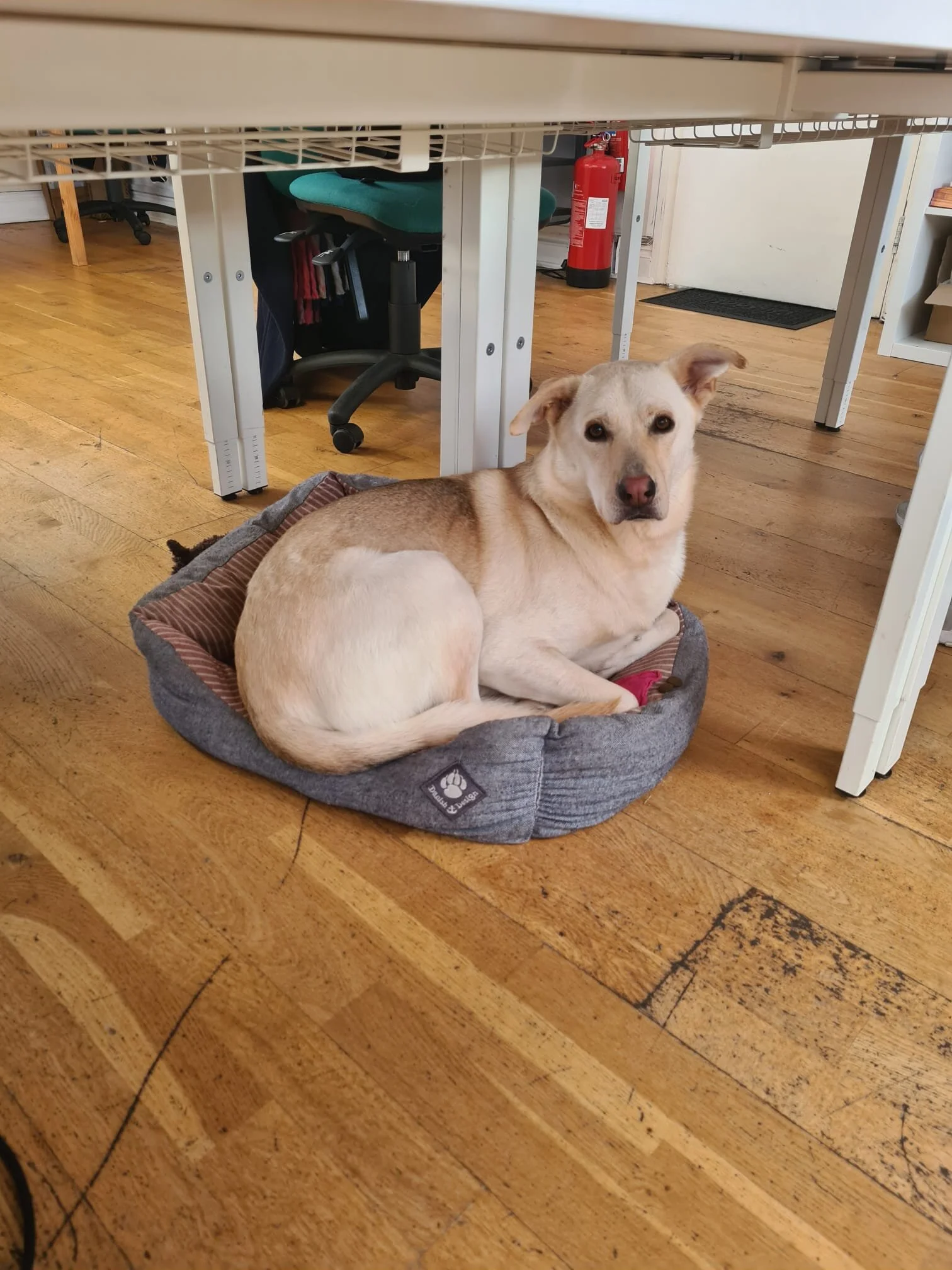 D528352D-388C-45A9-AD78-0E50FF43971C