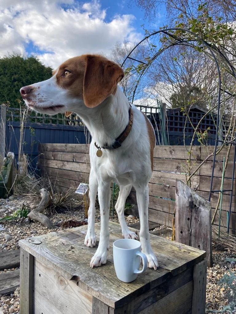 E34FB5FB-4E1F-4FD4-A105-4C4F29B98F98