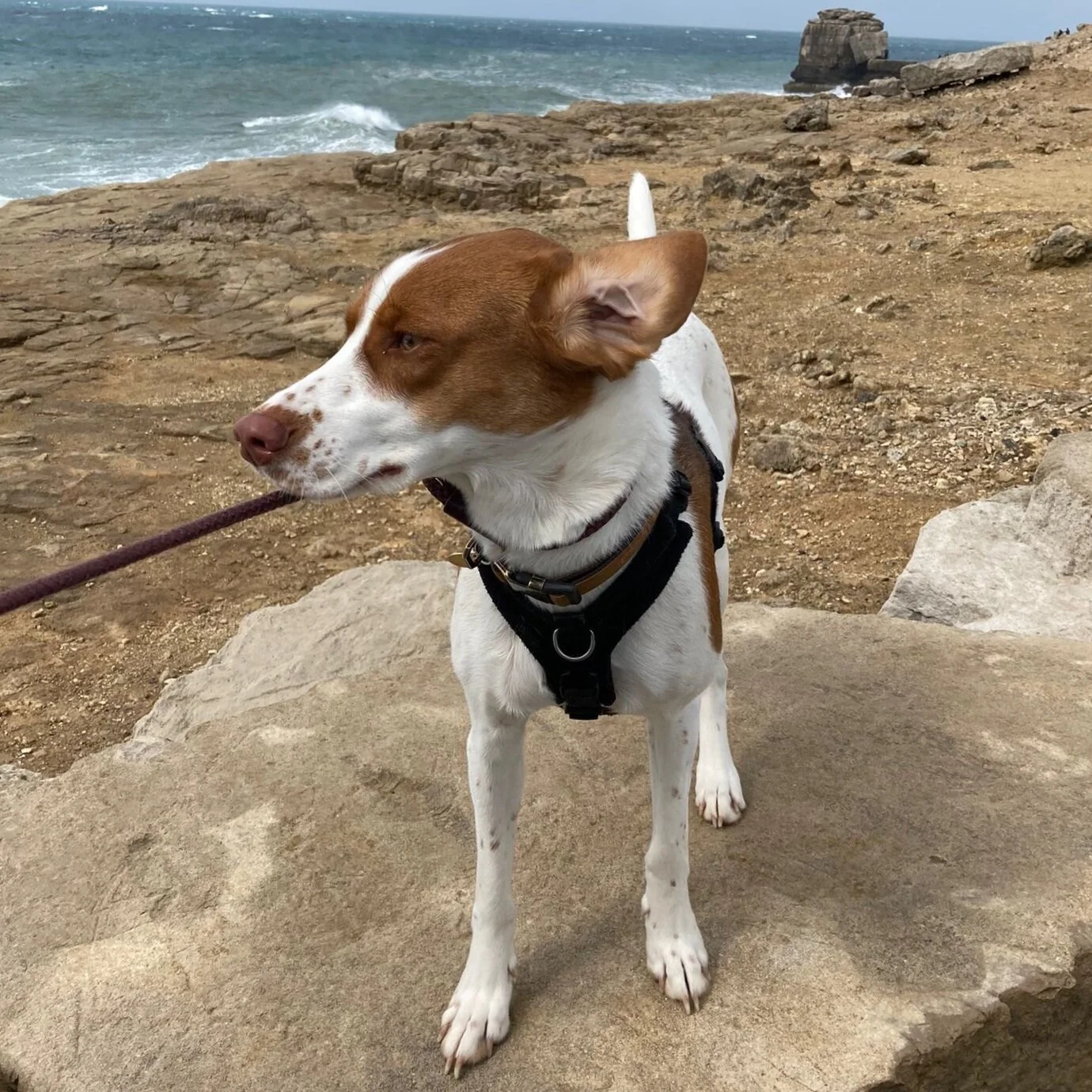 086D3EE2-0EC3-4C68-B167-D5D3A235614E