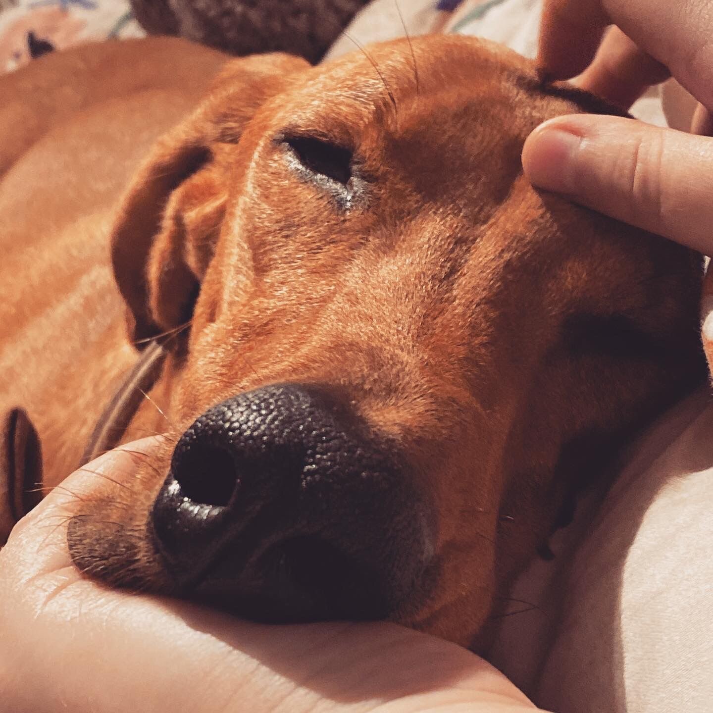 ABE384A1-C54C-4735-879A-2F5C0D705513