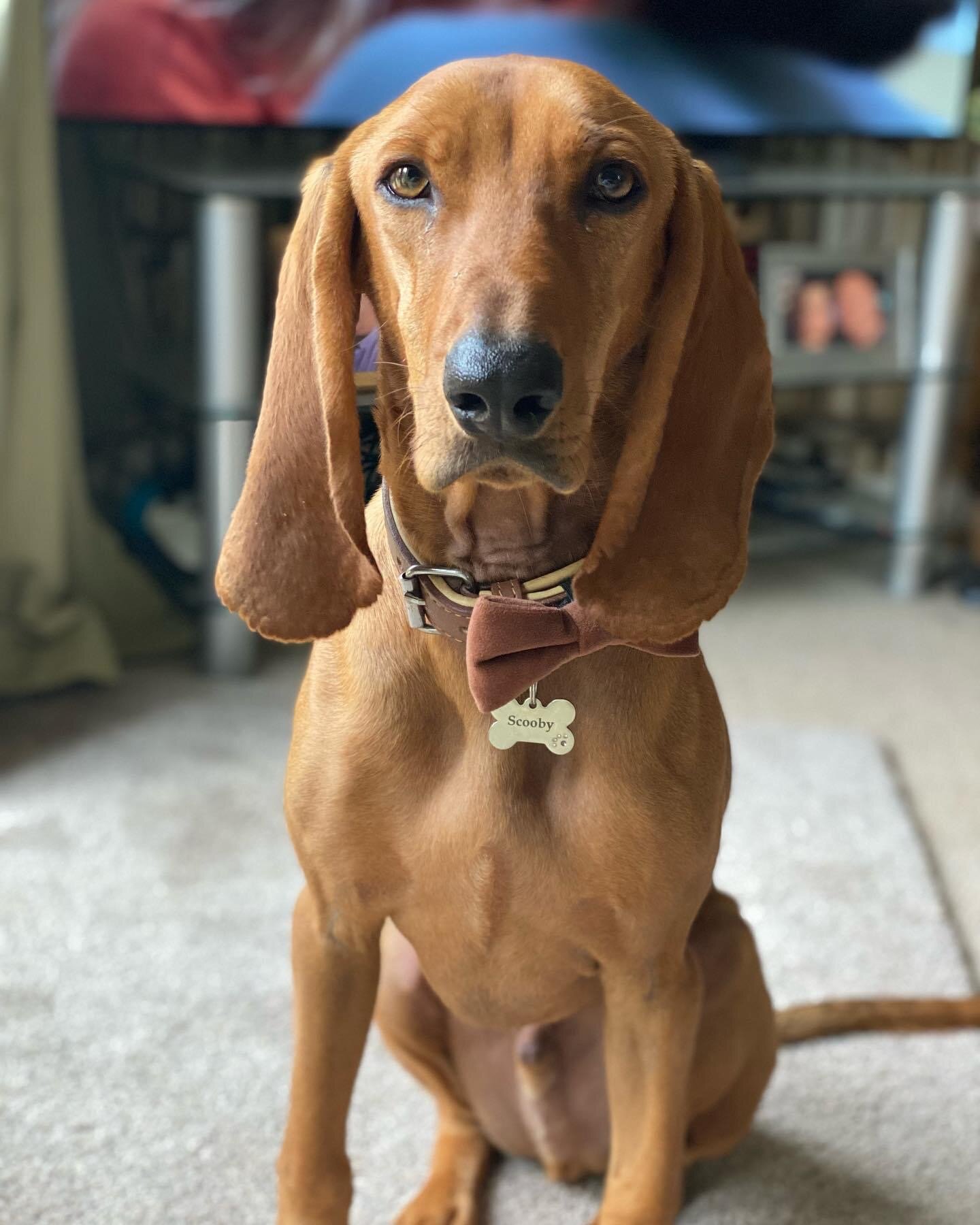 FEDDEAB8-A739-4B83-876C-73536EEACA17