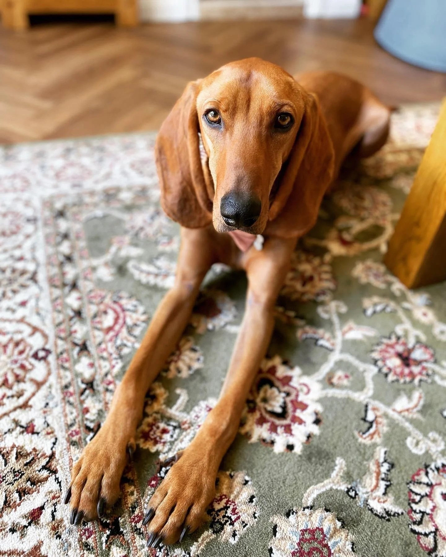 3CDACE96-50A2-4746-A85D-D681BFB7074F