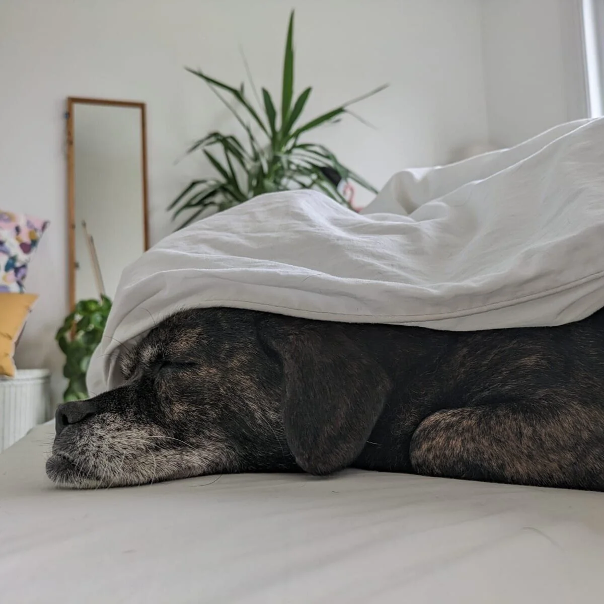 A6F0FE0B-7204-4648-B19D-D4BAFFCF6C7E