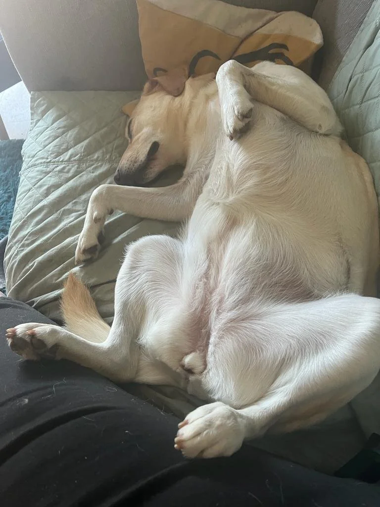 E14936AC-FFD2-43D3-9A66-ED7F3A81BBA3