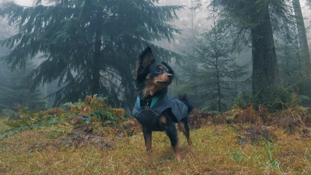 54A04C61-BC3B-405E-BD9E-91A41032065F