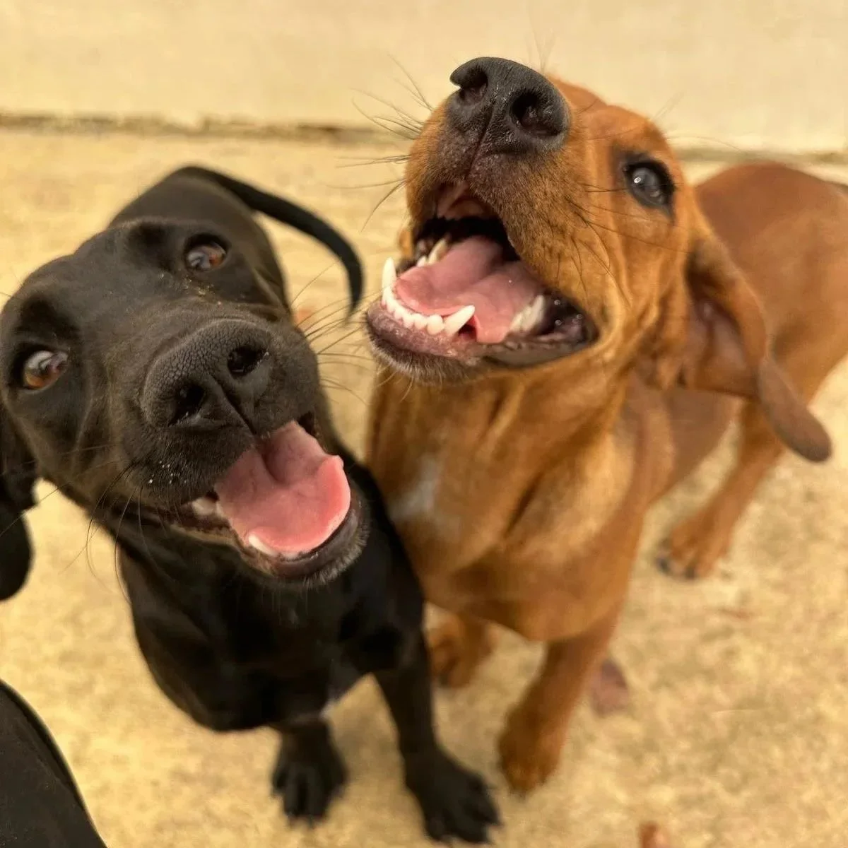 WhatsApp Image 2025-11-19 at 11.05.19 (1).jpeg