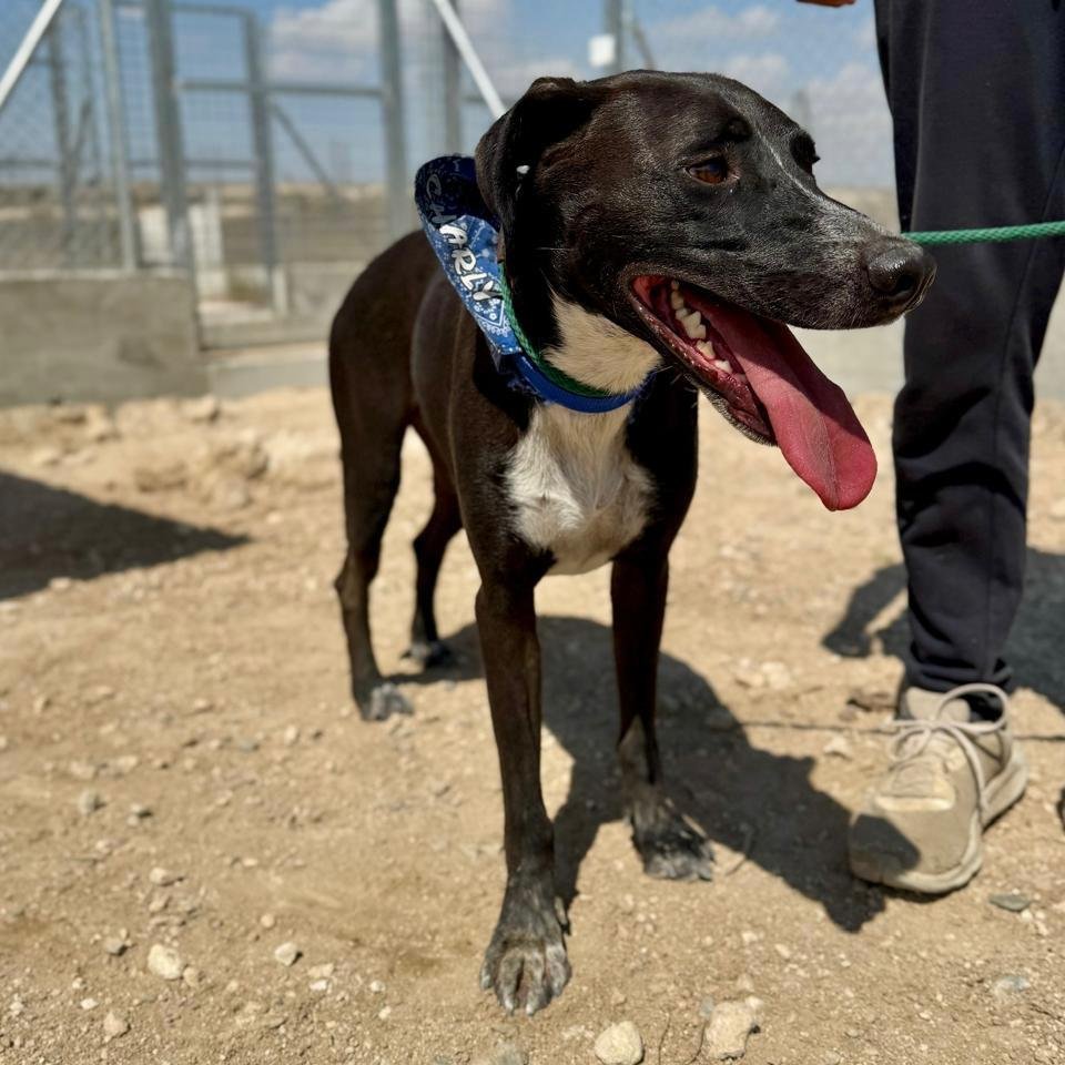 WhatsApp Image 2026-01-22 at 14.23.31 (1).jpeg