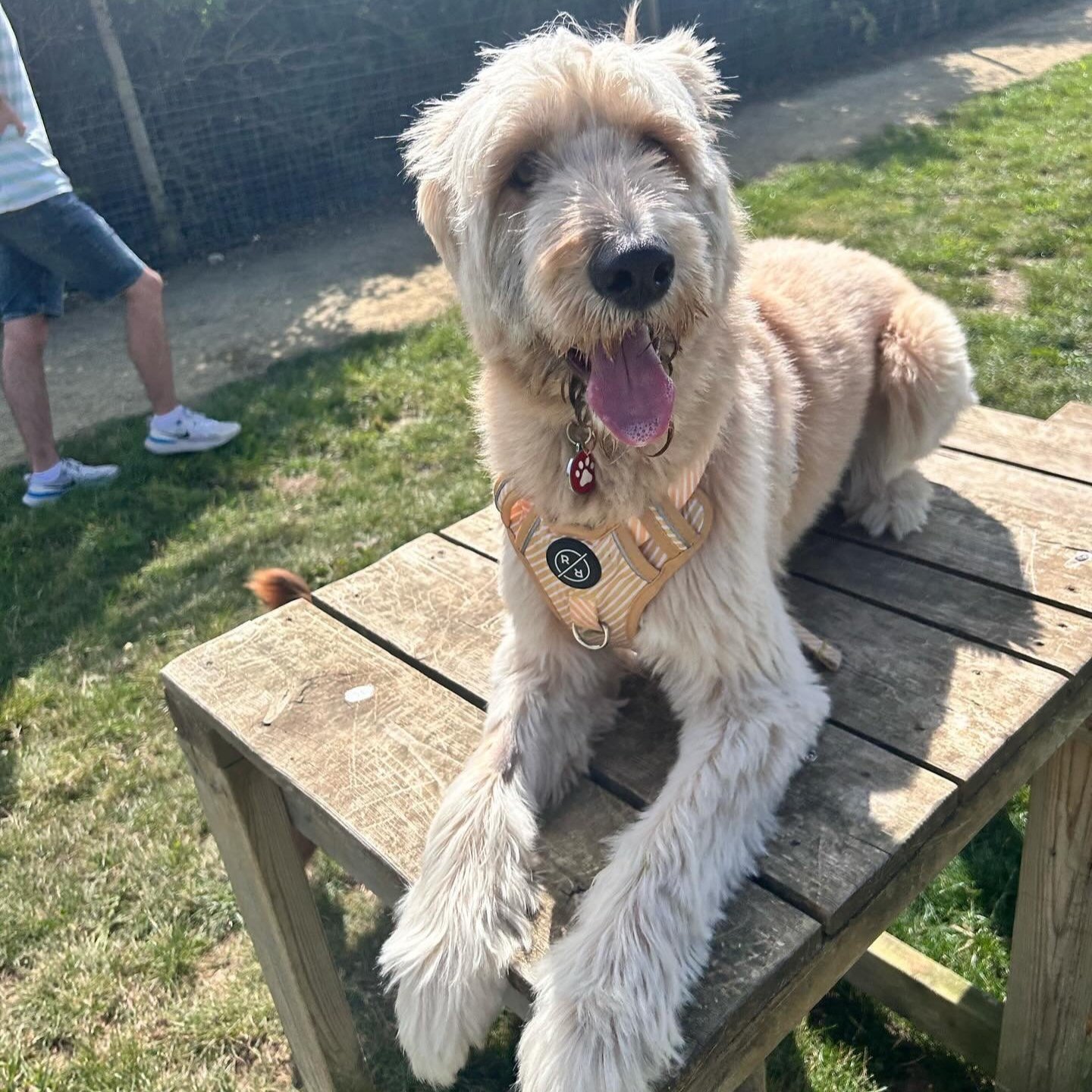 Chewie+2.jpg