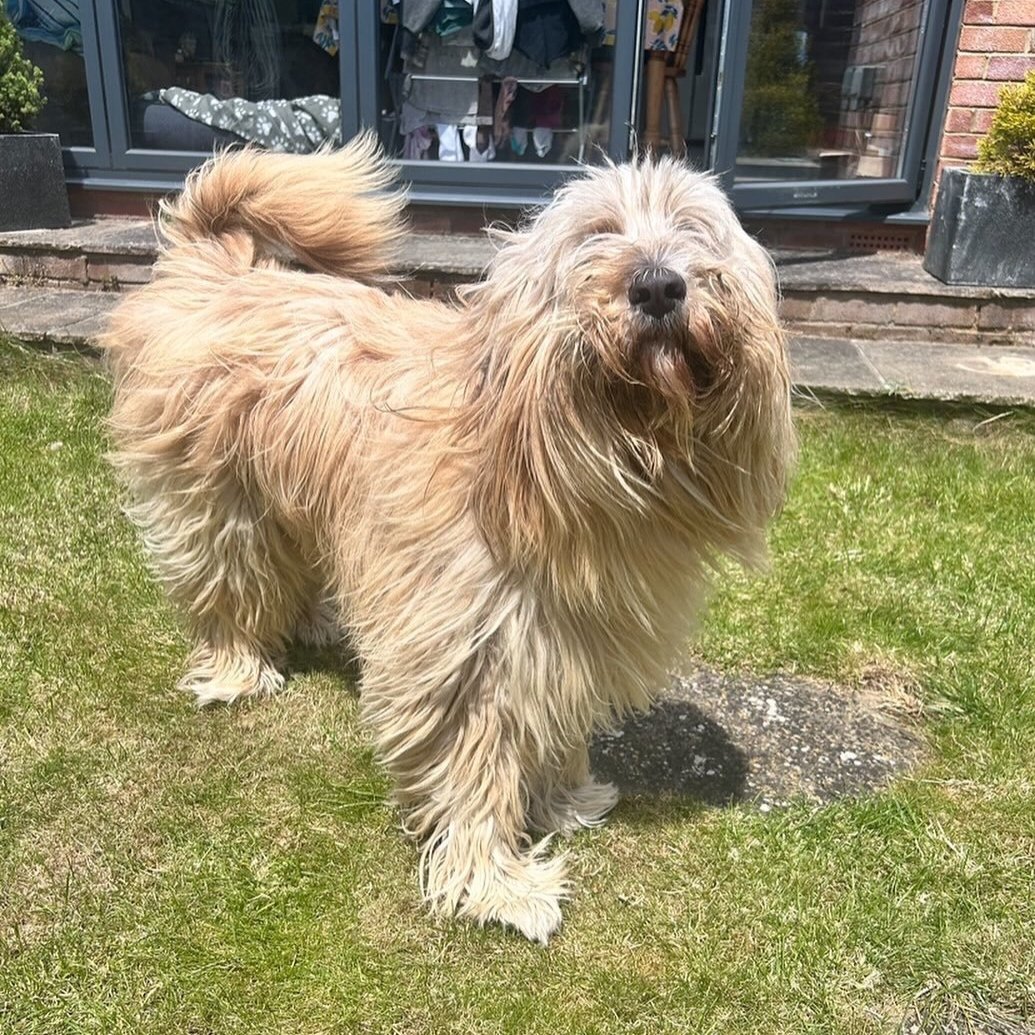 Chewie+7.jpg