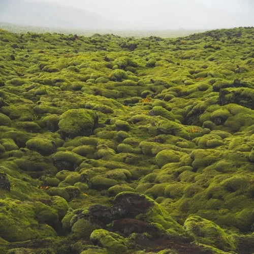 moss-lava-fields-iceland-min.jpg