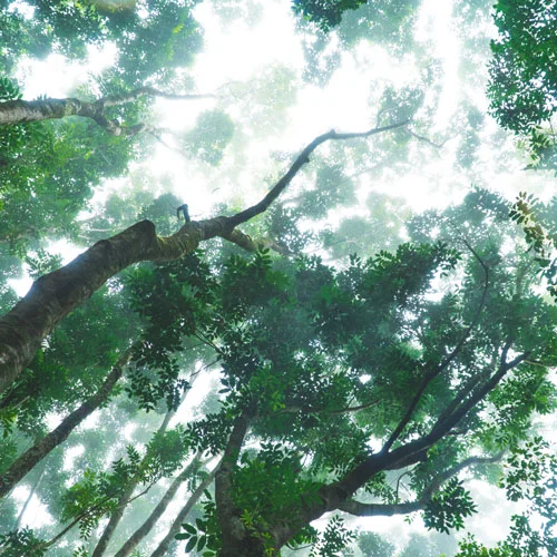 rainforest-maui-hawaii-min.jpg