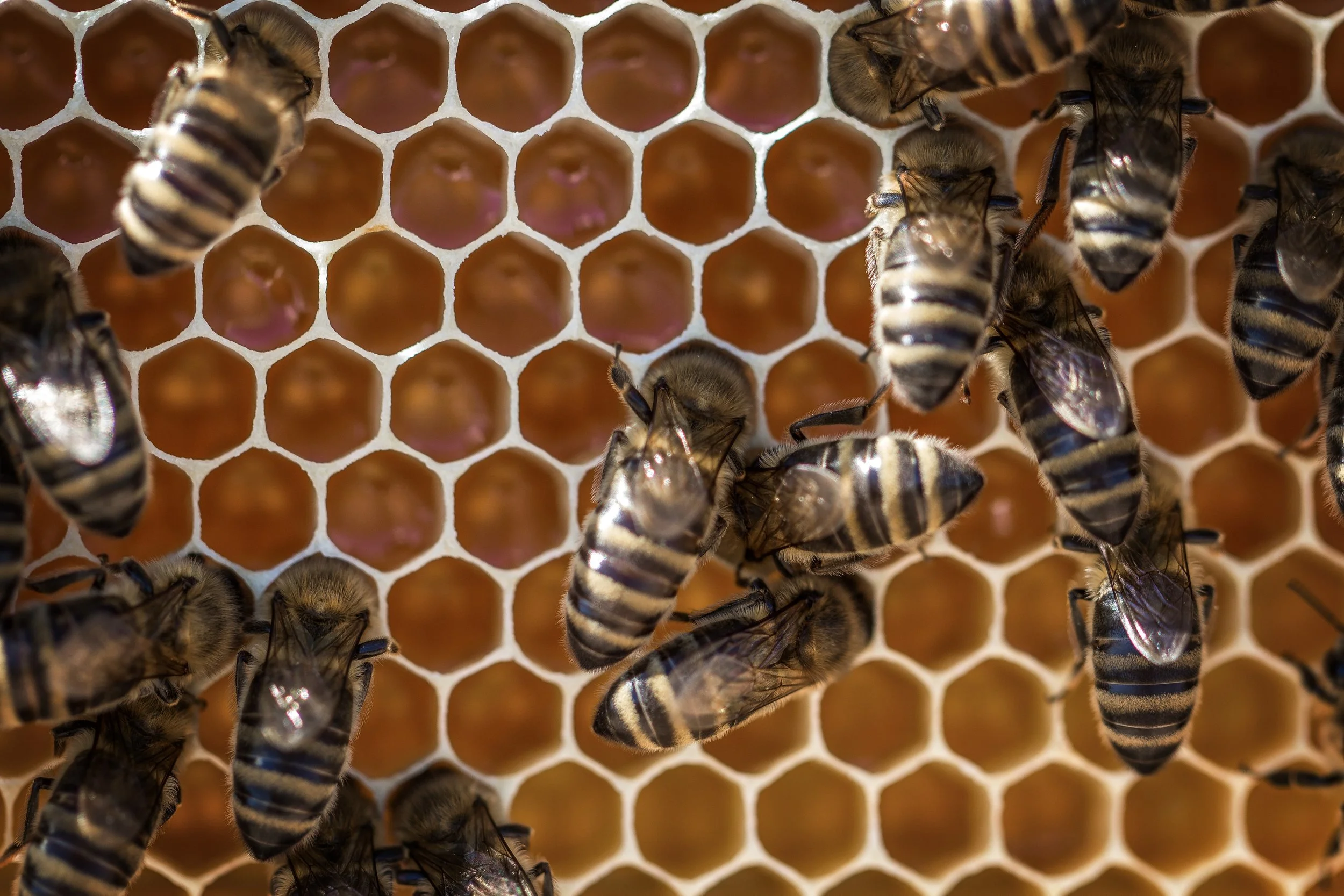 animals-apiary-beehive-928978.jpg