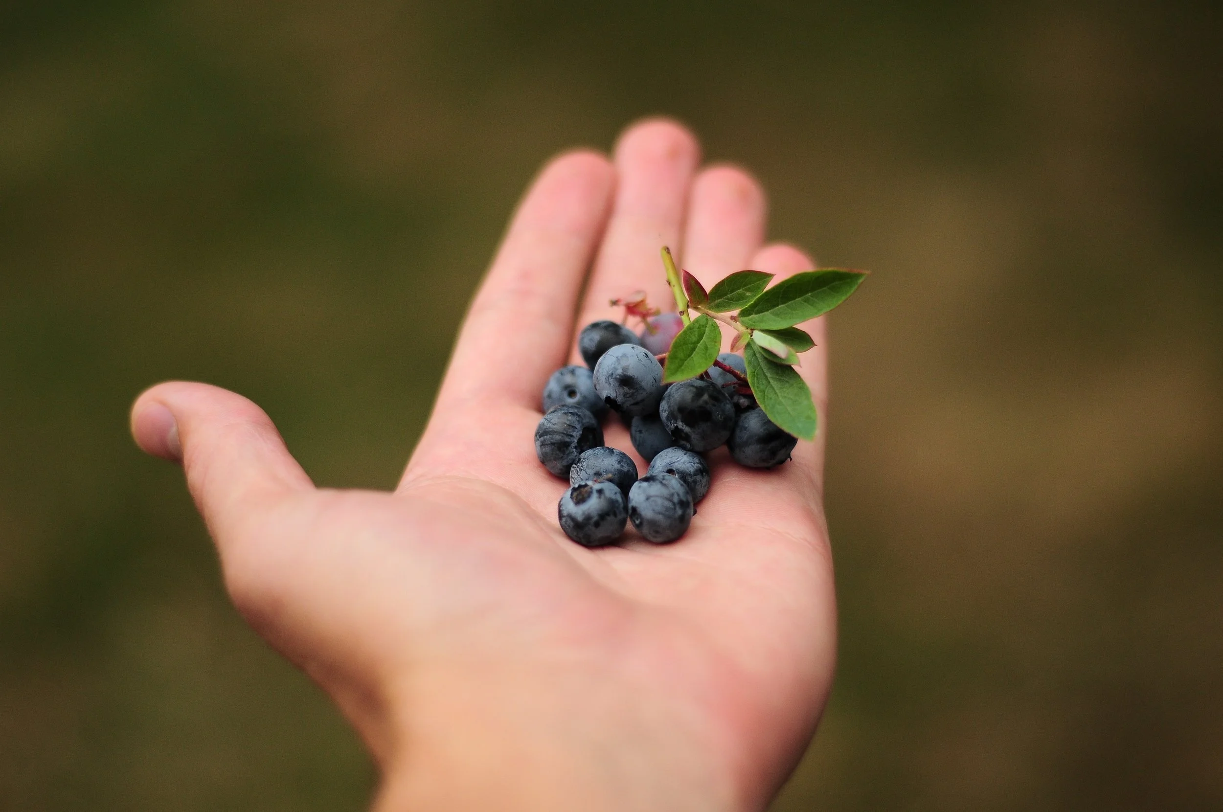 agriculture-berries-berry-302577.jpg