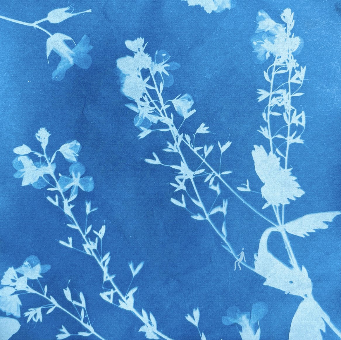 Cyanotype 3.jpg