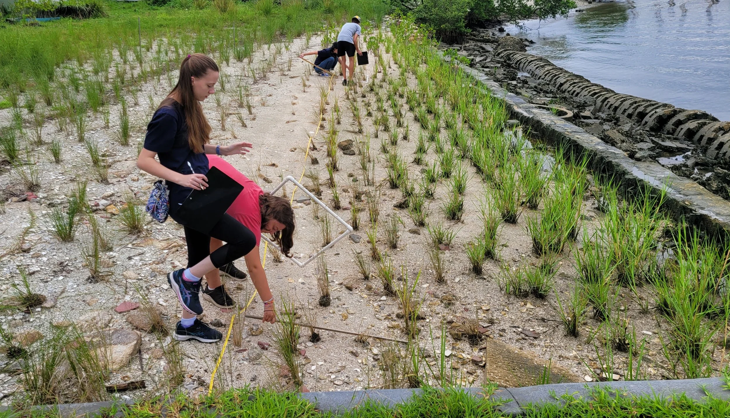 Fiddler Crabs Take Residence on Riverside Conservancy Living Shoreline ...