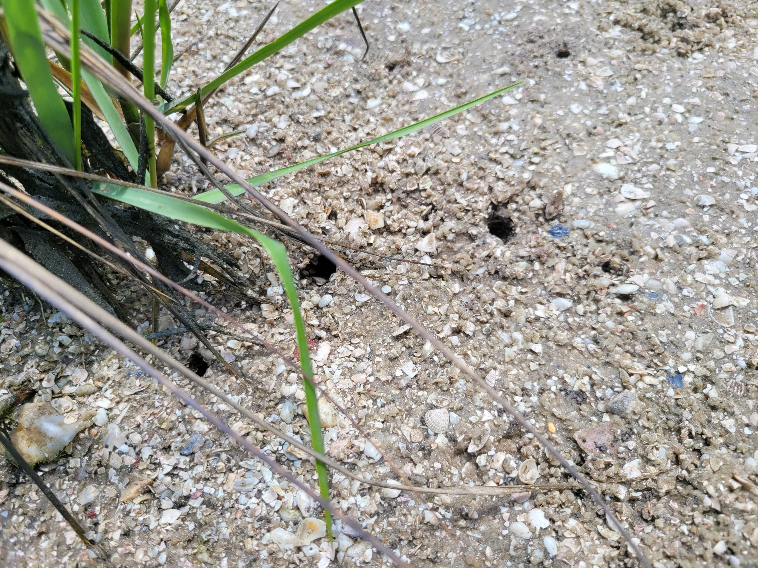 Fiddler Crabs Take Residence on Riverside Conservancy Living Shoreline ...