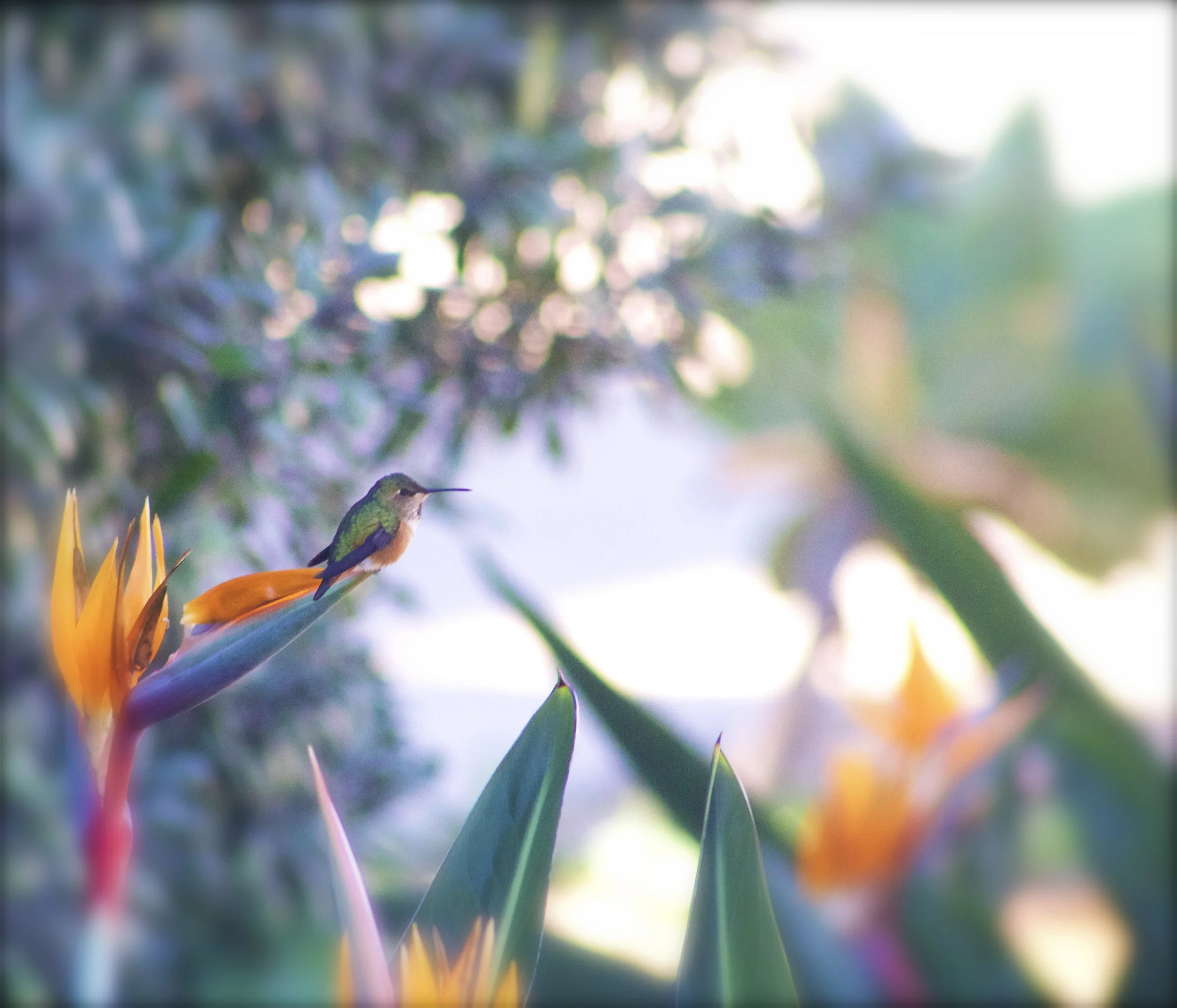 Birds