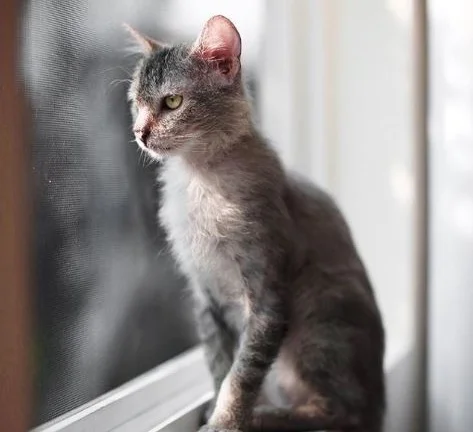 tabby lykoi