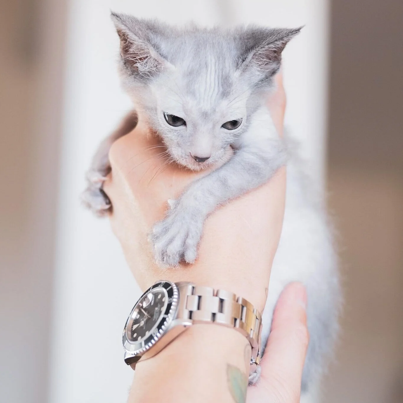 blue lykoi