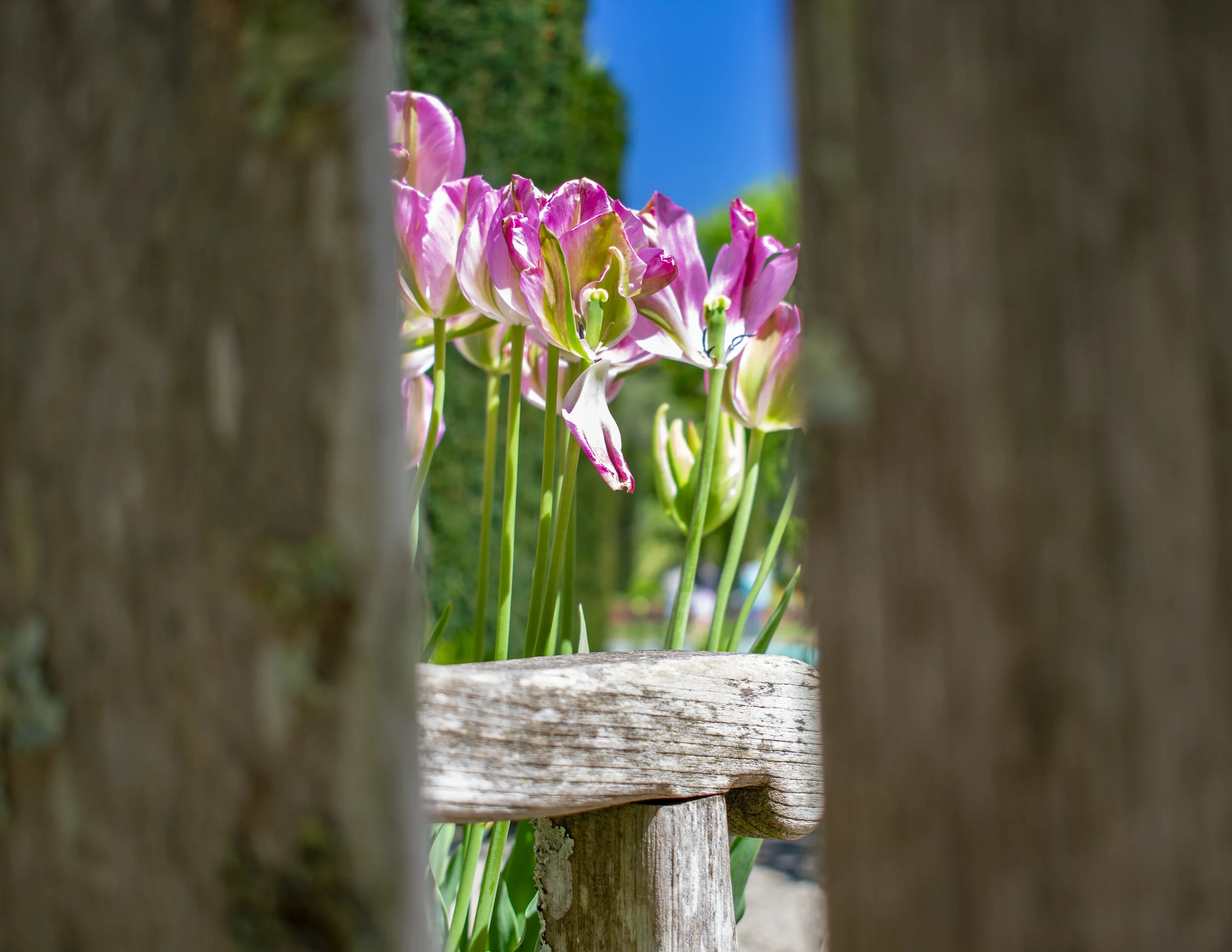 filoli_cont_2.JPG