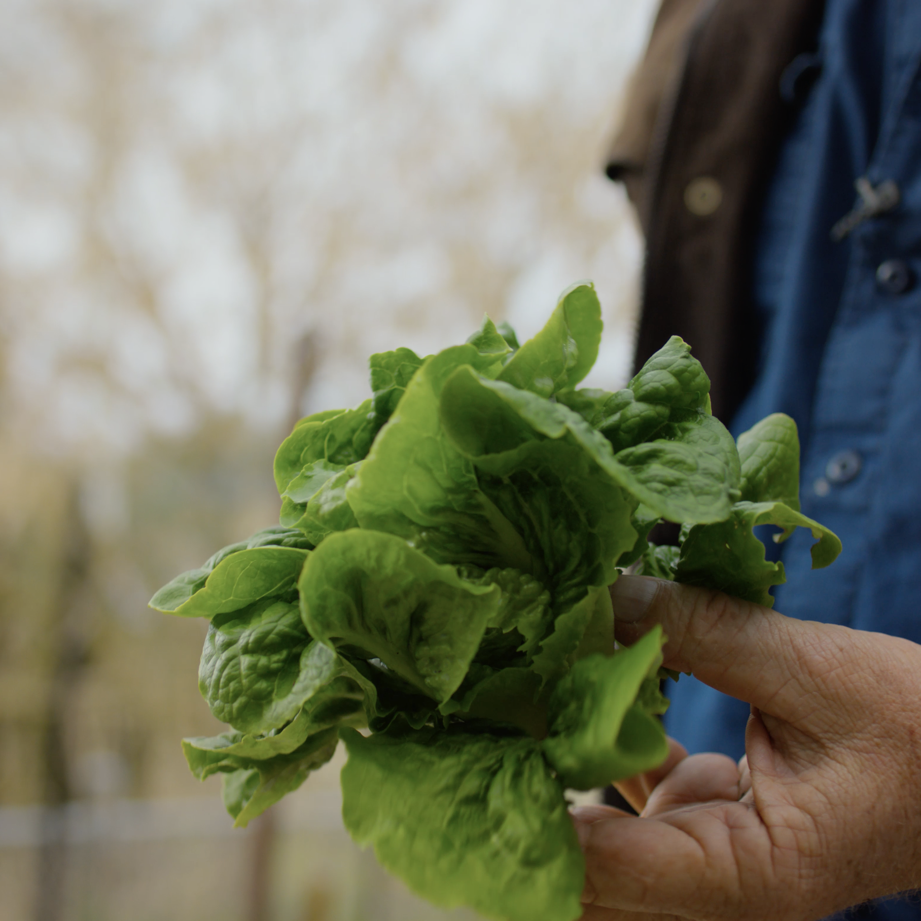 Close-up of a hand holding fresh green lettuce with a blurred beige background and a person wearing a blue jacket and brown shirt partially visible.