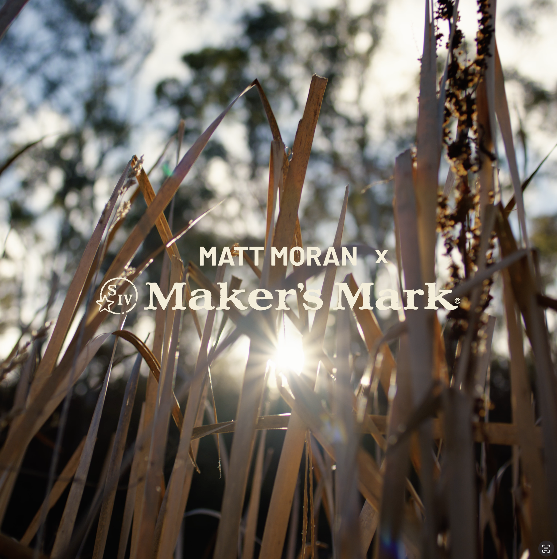 Close-up of dried, broken wheat stalks with seed heads, backlit by sunlight, with blurred trees and sky in the background.