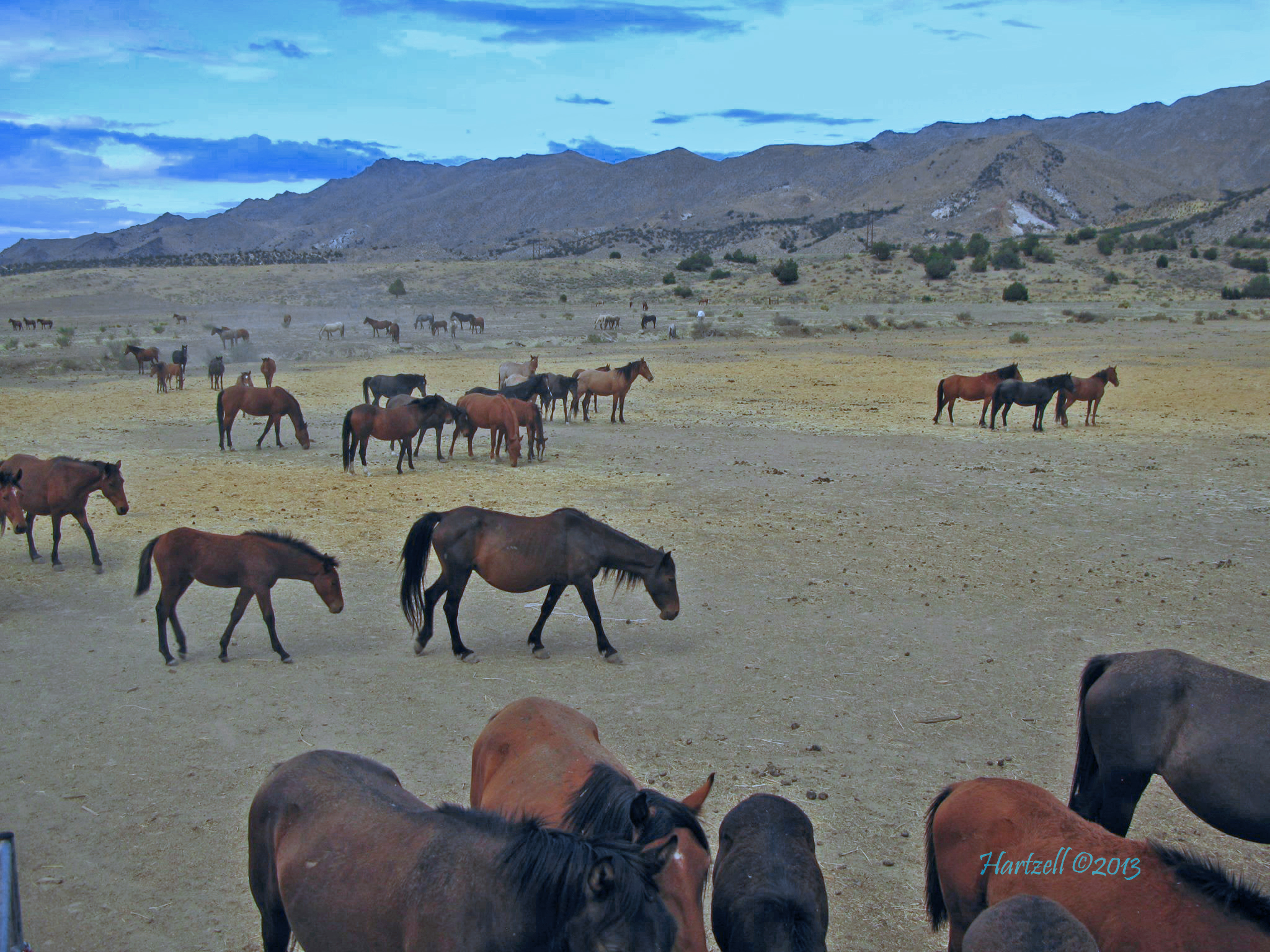 Wynema Herd.jpg