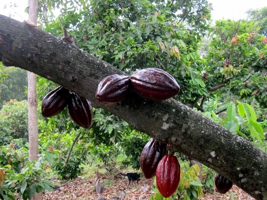 wild-cacao-3.jpg
