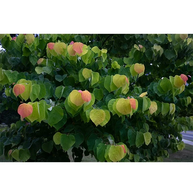 product-image-format_moorestown.jpg