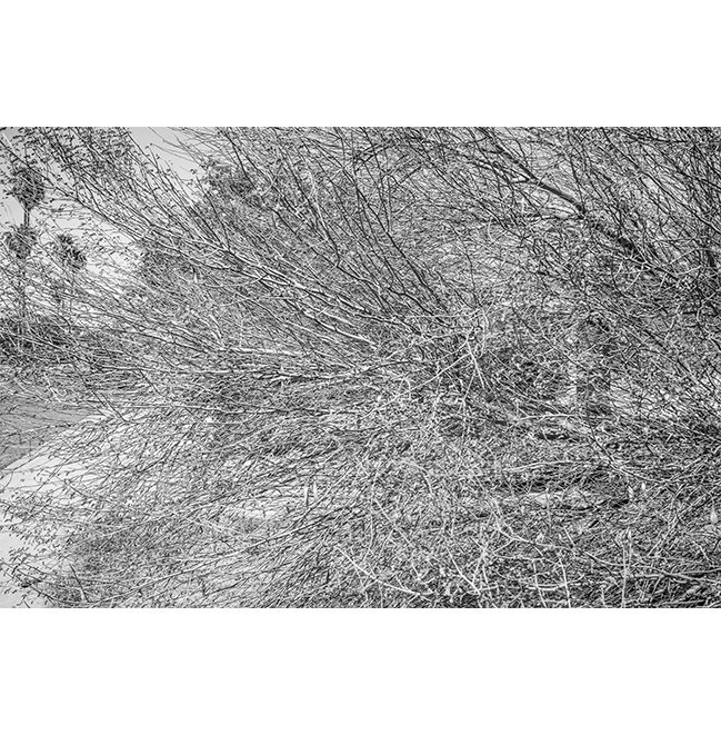 phoenix-thicket.jpg