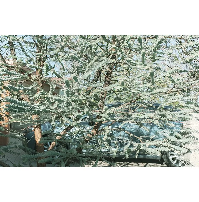 thicket-II.jpg