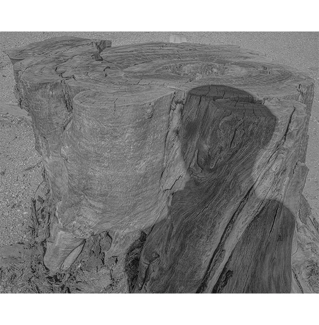 self-portrait-against-stump-2022.jpg