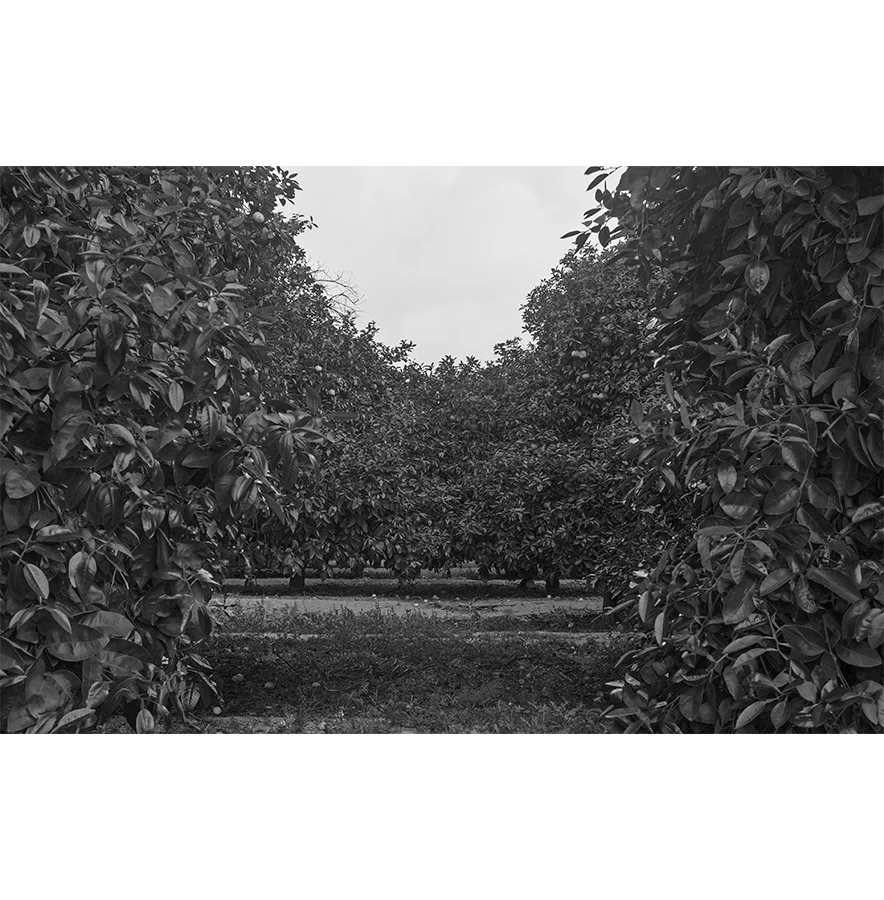 orchard.jpg