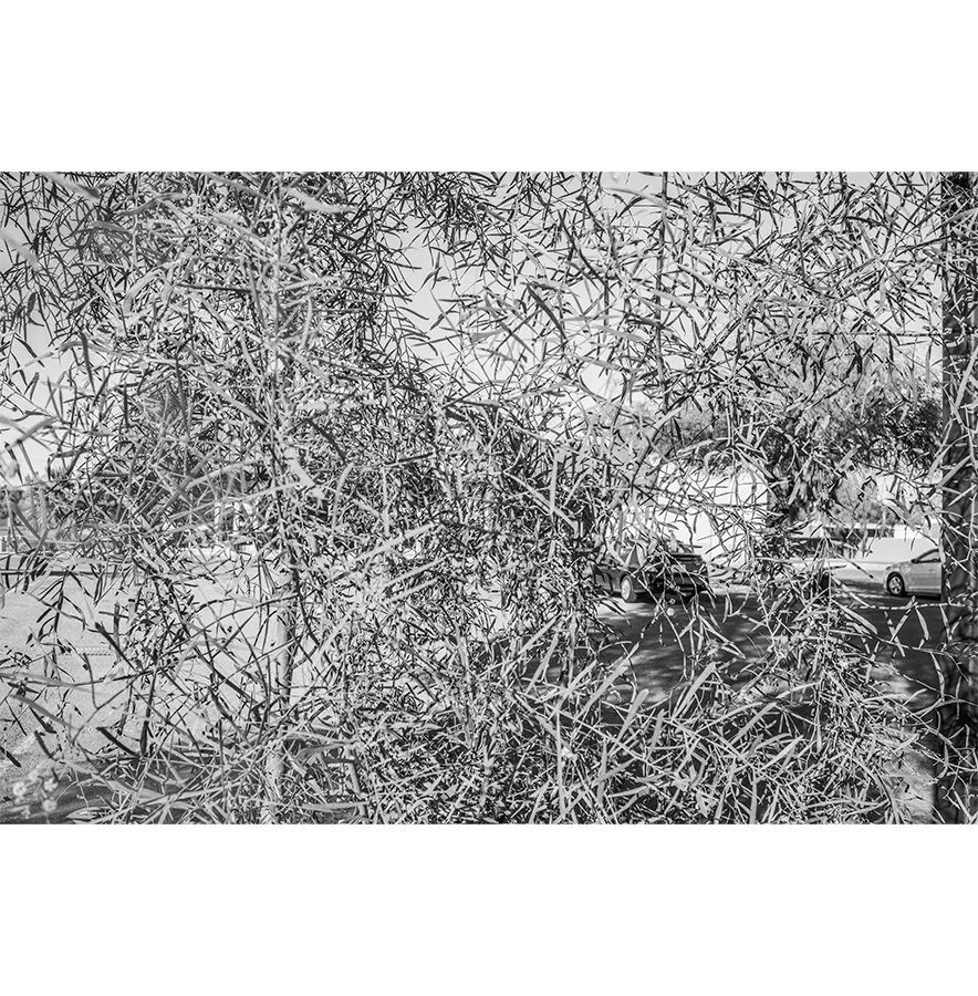 thicket-III.jpg