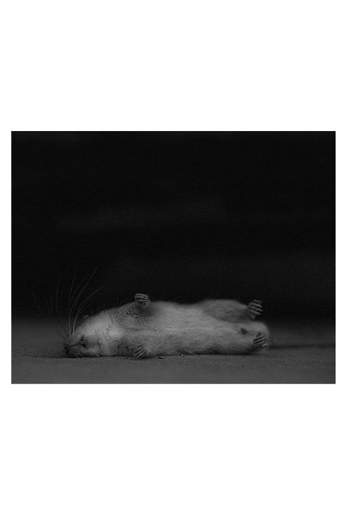rat.jpg