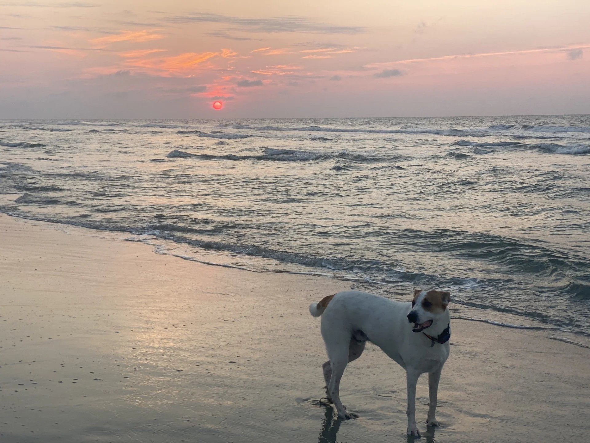 Walter Pawleys Island.jpg