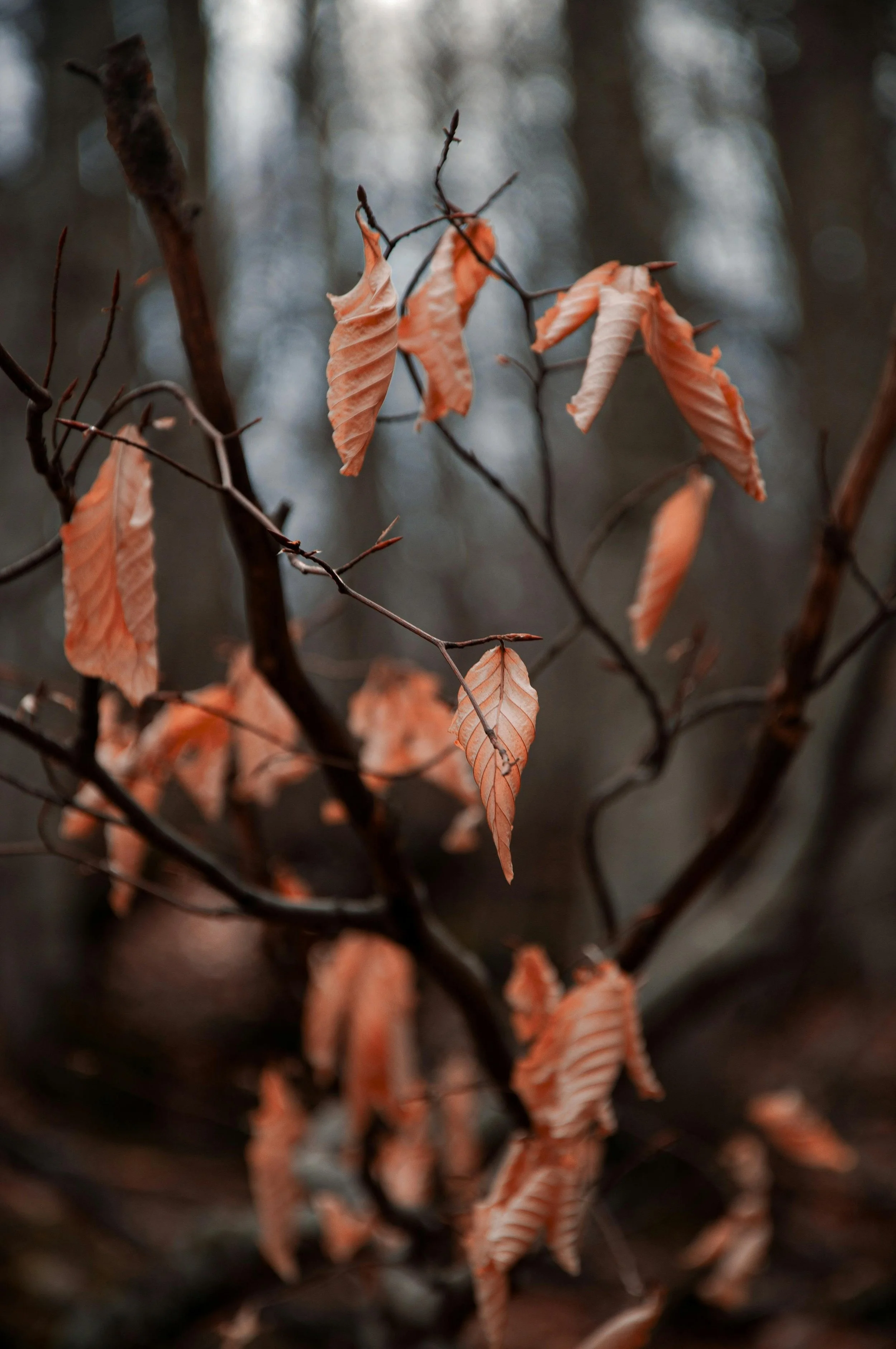 When the Days Get Shorter: Understanding and Managing Seasonal Affective Disorder (SAD)