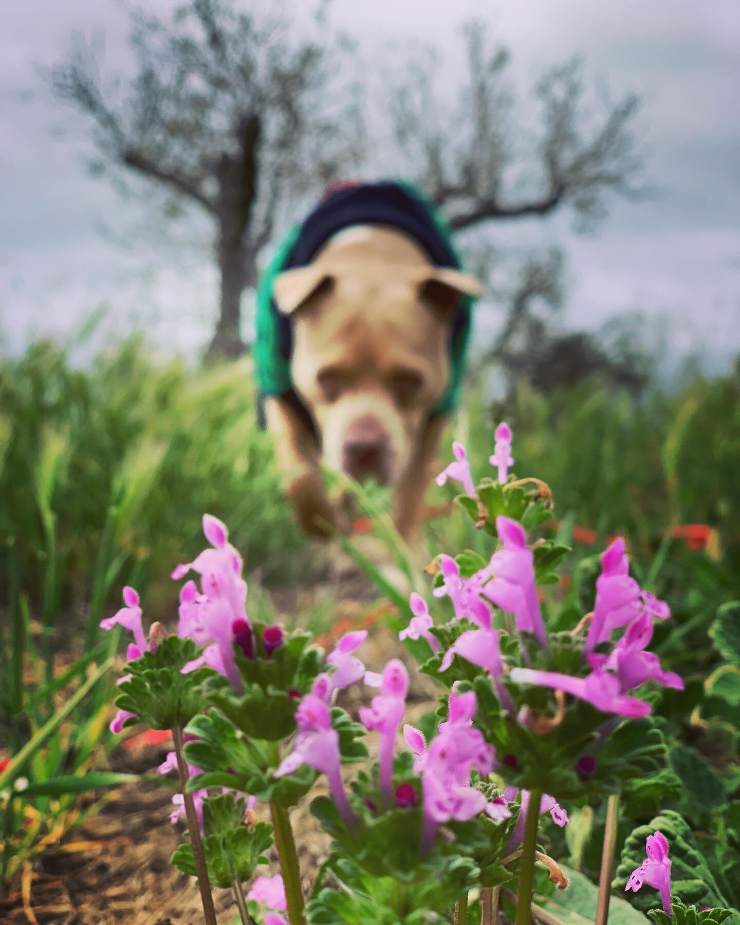 🌸May flowers &amp; dogs🐶❤️

#seemedogwalking #mayflowers #springtime🌸 #pitbulllove #lovepitbulls #dogcare #dogboarding #dogdaycarelife