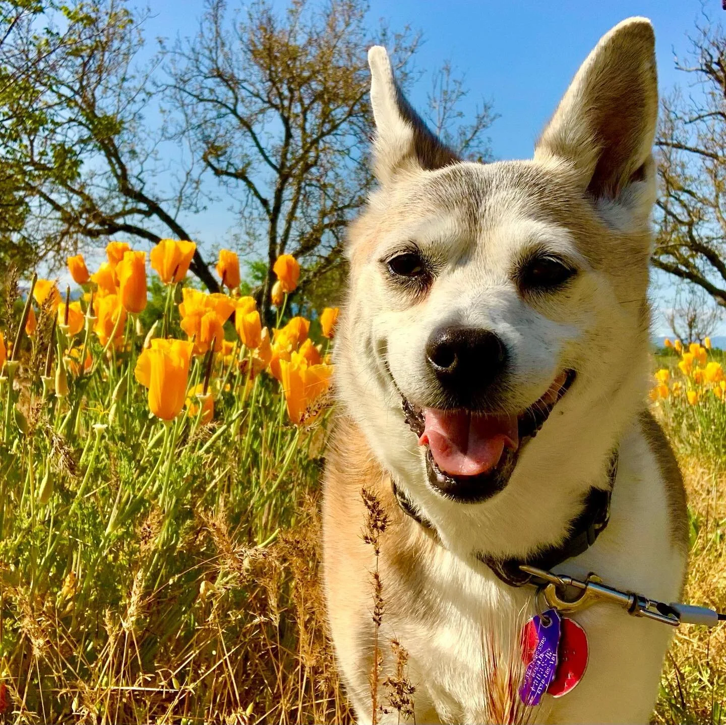 🌼May Flowers &amp; Doggo🌻🐕❤️

#seemedogwalking #seemedogcare  #mayflowers #dogboarding #doggydaycare #dogcare #schipperkesofinstagram