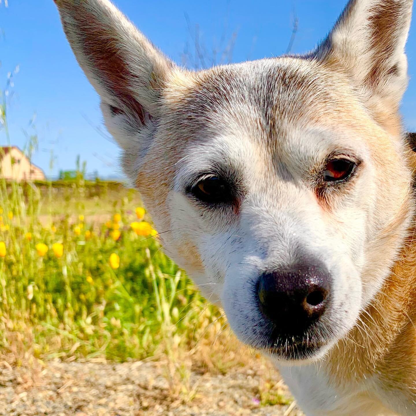 ☀️What are you up to today?🐕🌟

#seemedogwalking #seemedogcare  #springtime🌸 #humpdayvibes #dogboarding #doggydaycare #dogcare #lakecountyca