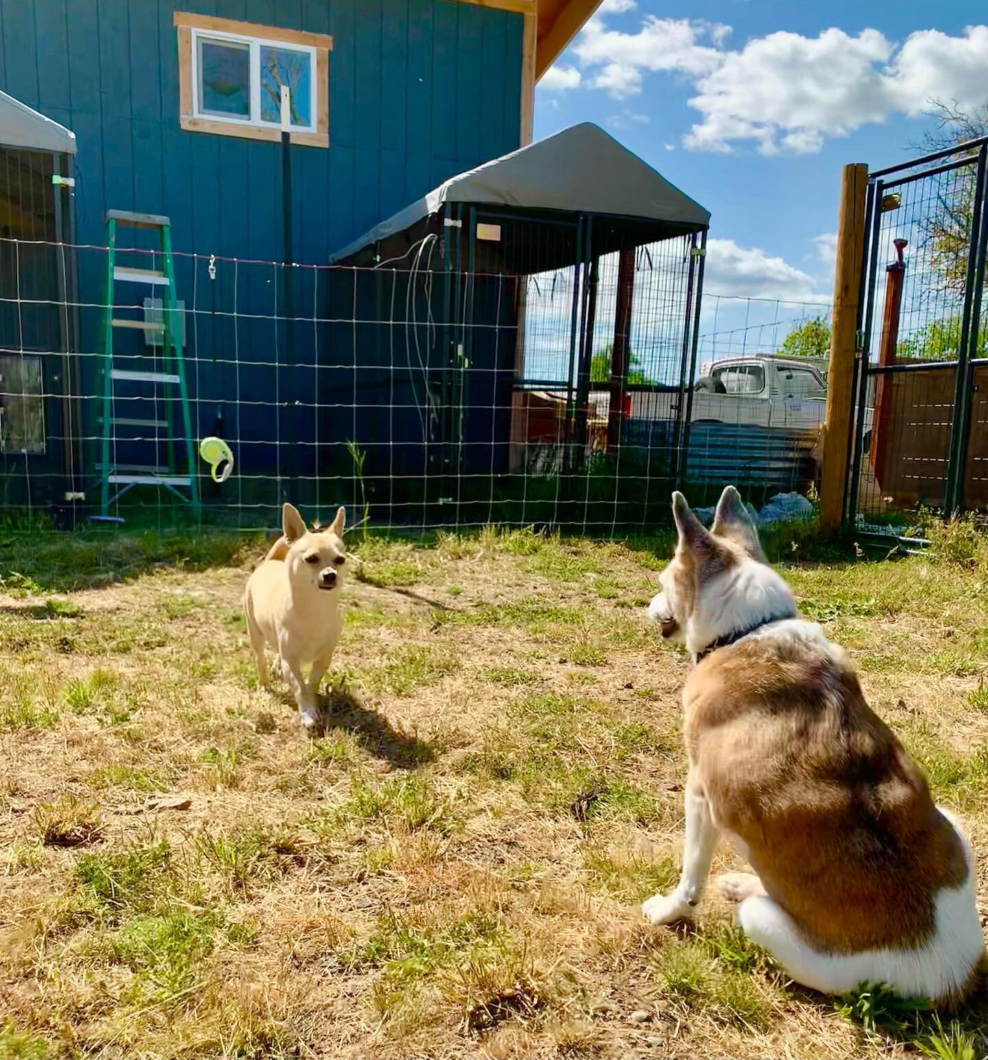 🌟&quot;A true friend accepts who you are, but also helps you become who you should be.&quot;❤️🐕🐕🥰 -Unknown 

#seemedogwalking #seemedogcare  #dogfriends #dogboarding #doggydaycare #dogcare #rescuedog #schipperkesofinstagram #lakecountyca