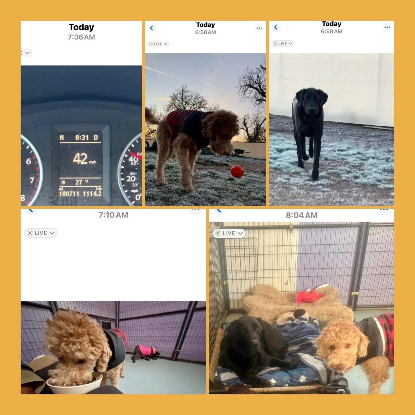 Chilly late-winter morning in Big Valley, 27&deg; at 7:30am. Overnight pups go outside to get their business done at 7am &amp; and then into the cozy indoors for breakfast. Daytime fun starts at 8am and these three were ready❤️🐶🐶🐶🥰

Daily Boardin