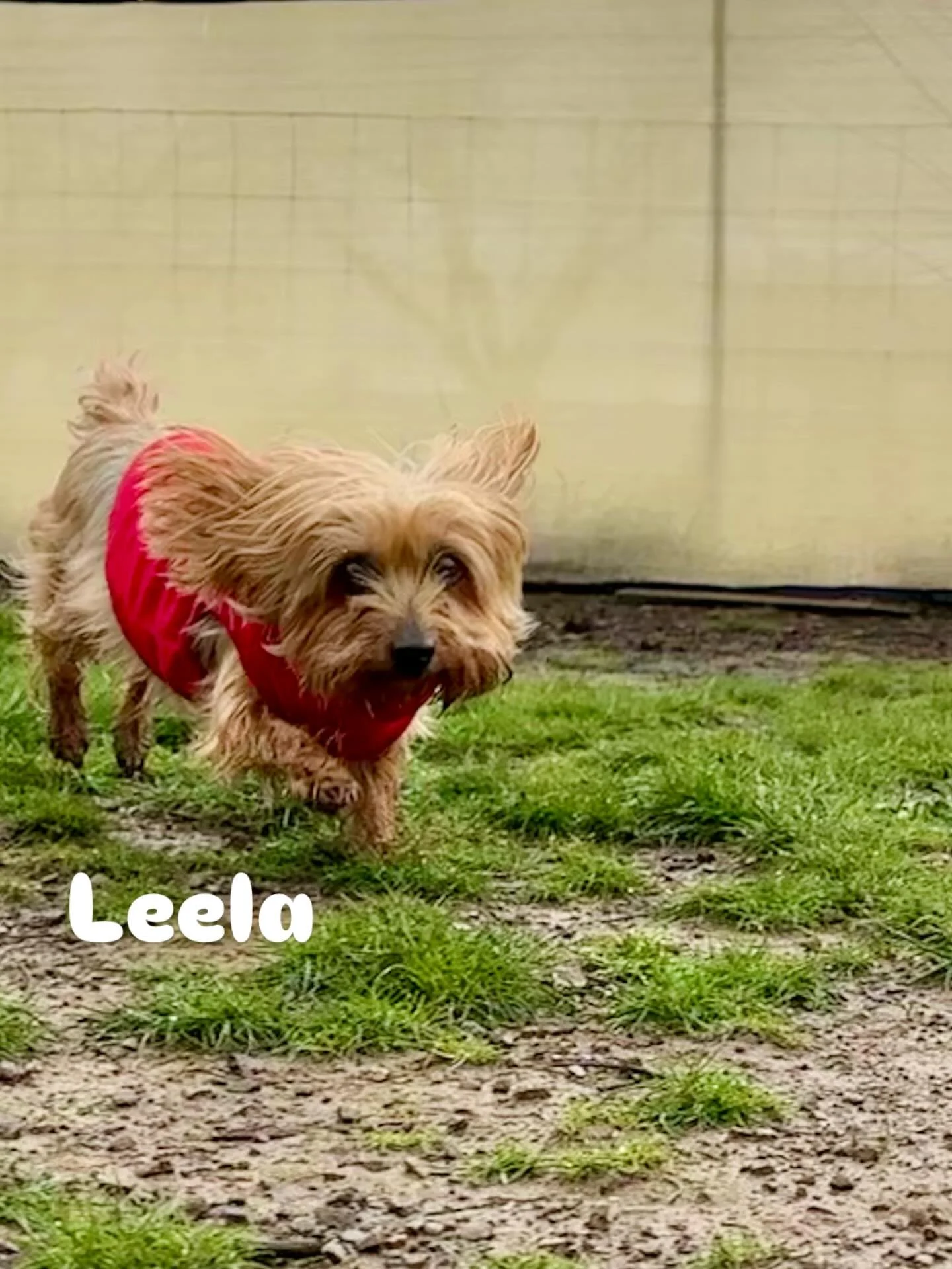Leela &amp; Smokey Bear the oldest (&amp; smallest) of Onza &amp; Duke's family came for their first visit. New to overnight care, everyone will continue getting comfortable during short-term day visits before staying the night. Can't wait to spend m