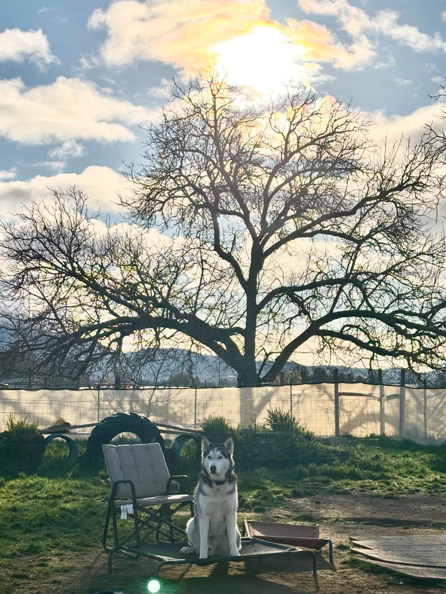 🌈Blessed🙏 Amazing start to the day ☺️🌟
Daily Boarding Schedule:
☀️7am Good Morning
🚀8am-8pm Active Time
🌟8pm-10pm Slumber Party &amp; Bedtime Snuggles

#seemedog #happydogshappylife #dogboarding🏡 #lakecountyca