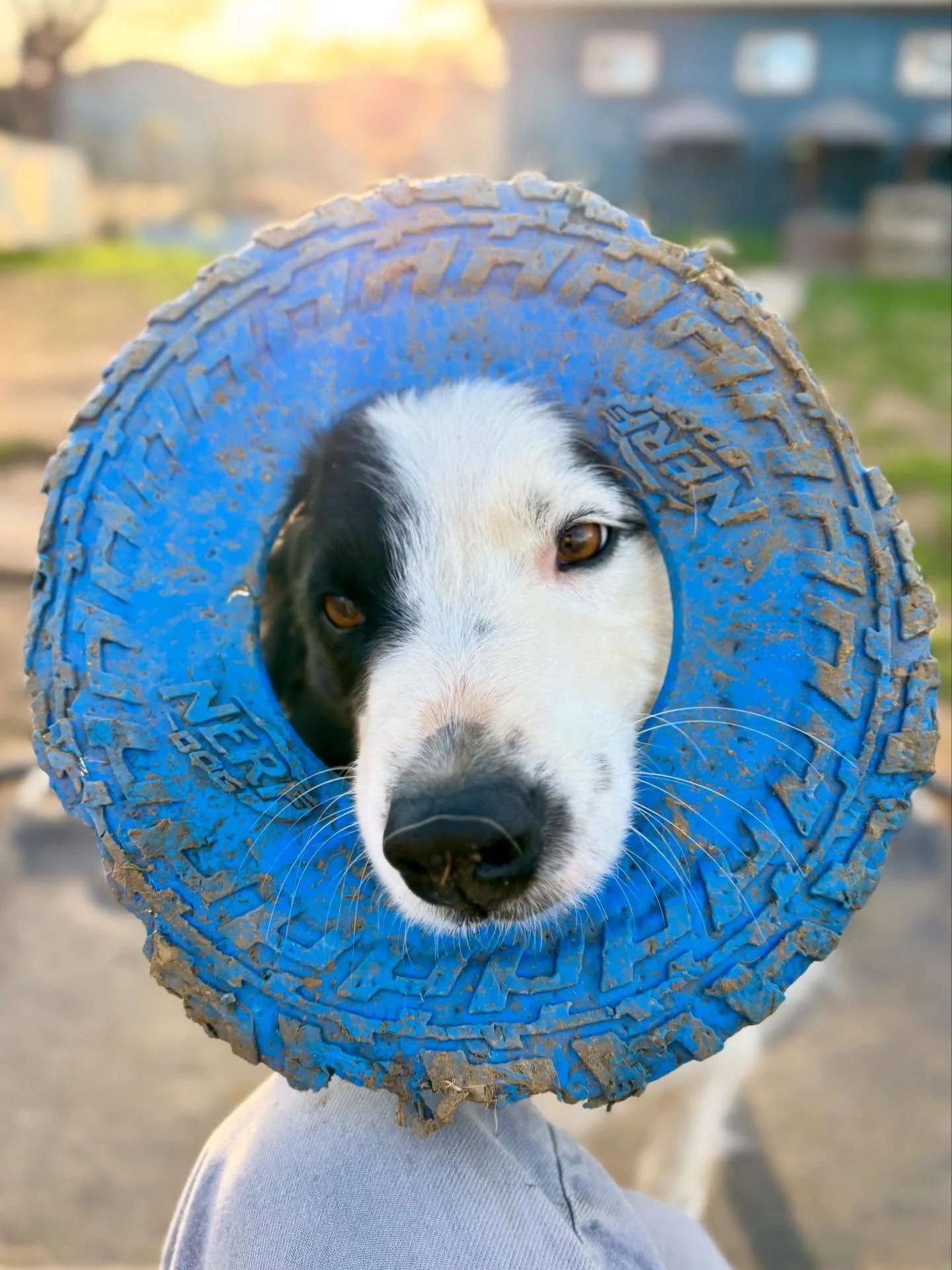 So lucky to spend years hanging out with beautiful Tippy❤️🐶🥰 Whether with a ball, a frisbee, or her friends Tippy is always ready for fun, plus she's an A+ snuggler🐶😍
Daily Boarding Schedule:
☀️7am Good Morning
🚀8am-8pm Active Time
🌟8pm-10pm Sl