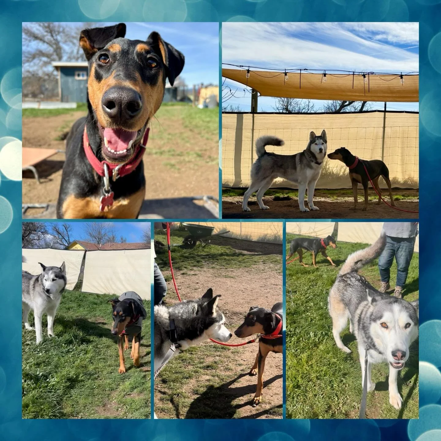 "Magic" SeeMe Dog Training with new girl Onza. Onza is having a lot of new experiences since joining SeeMe Dog, new people, places, routines, and Friends❤️ Onza's parents have her doing in-house training with Erin and she's been gaining con