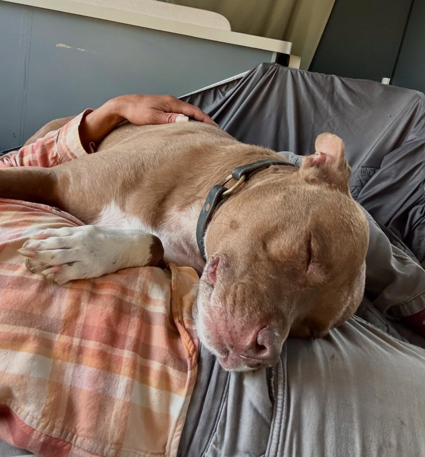 "The Snuggles are strong with this one"🧸🌟 May the Fourth be with You 😍🐶🥰
Daily Boarding Schedule:
☀️7am Good Morning
🚀8am-7pm Active Time
🌟8pm-10pm Slumber Party &amp; Bedtime Snuggles

#seemedog #happydogshappylife #dogboarding🏡 #l