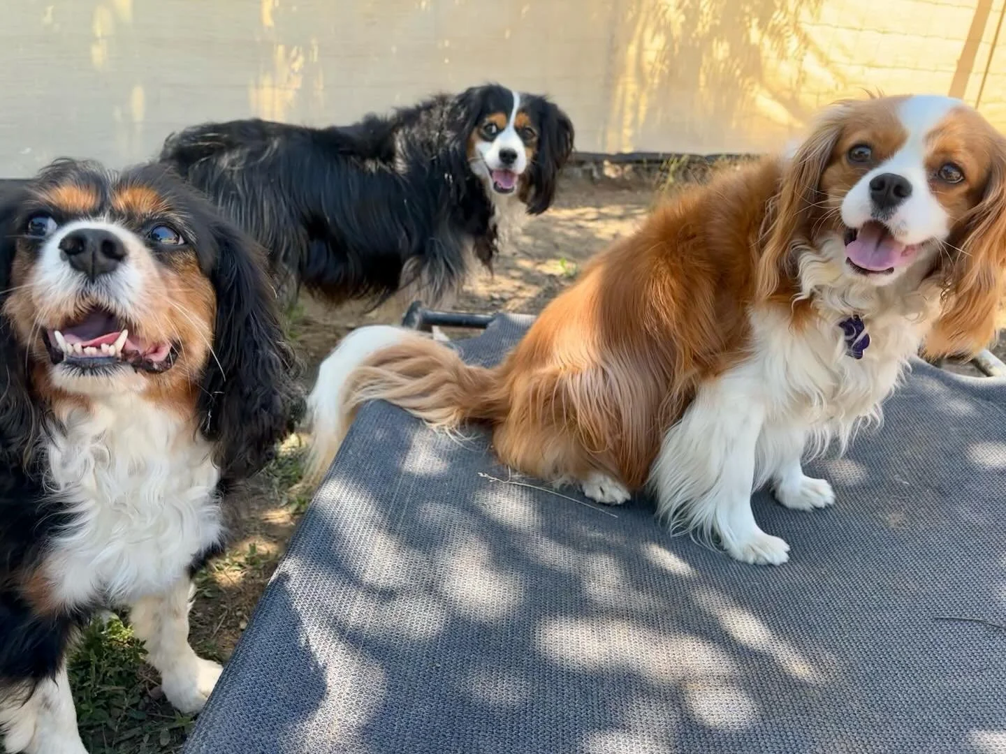 Cuteness Overload! New girl Gracie joined up with Bailey &amp; Danny to form a  King Charles Cavalier Club. Gracie is a darling senior girl staying while her parents are away. I knew Gracie loved sniffing and exploring the yard throughout the day, no